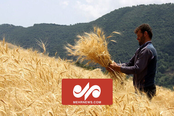 افزایش واردات گندم با تخصیص ارز ۴۲۰۰ تومانی