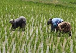 چرا ایران نمی تواند در تولید برنج خودکفا باشد؟ / ادامه روند فعلی کشور را به سوی خشکیدگی می برد