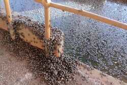 Thousand of beetles invade Argentine town of Santa Isabel