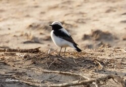 تنوع پرندگان پناهگاه حیات وحش یخاب به ۱۱۷ گونه افزایش یافت