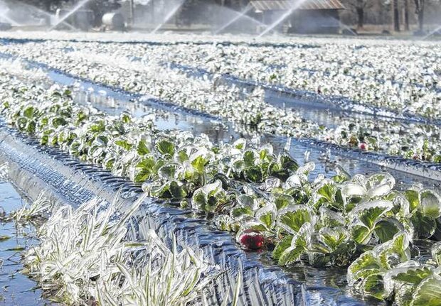احتمال سرمازدگی محصولات کشاورزی در یزد