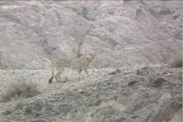 Asiatic cheetah Homino spotted in Bafgh for 1st time in years