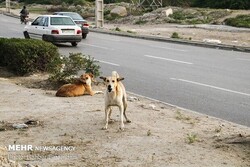 افزایش جمعیت ‌سگ‌های ولگرد در کرمان/ سگ‌ها در هفت باغ جولان می‌دهند