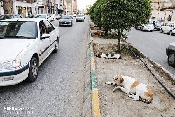 رژه شبانه و گله‌ای سگ‌های بی‌صاحب در تبریز/ ساماندهی مطالبه مردمی