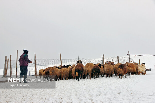 Snowfall in Lorestan