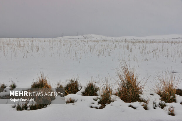 Snowfall in Lorestan