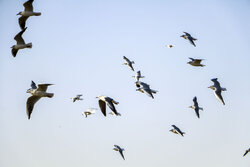 ۱۸ سایت سرشماری پرندگان در اردبیل فعال است