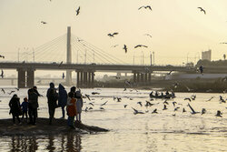 Ahvaz White Bridge hosting migratory birds