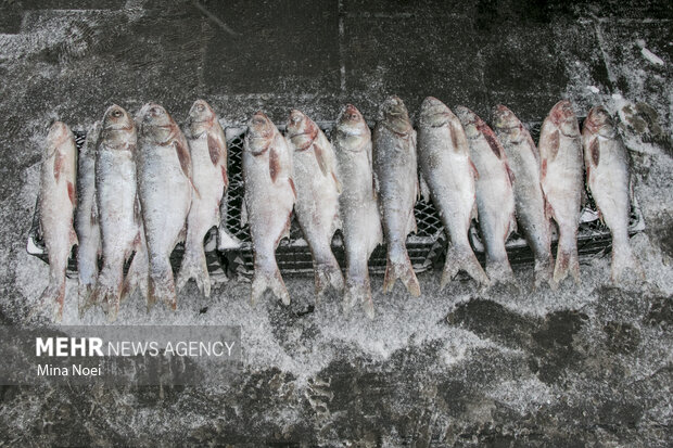خسارت ۱۱ میلیاردی به مجتمع پرورش ماهی «مور زرین» الیگودرز