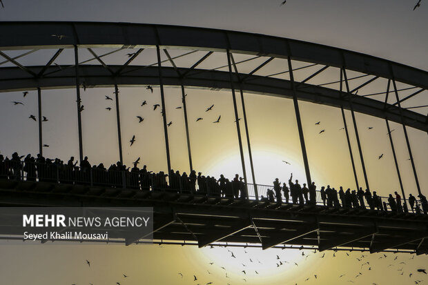 Ahvaz White Bridge hosting  migratory birds