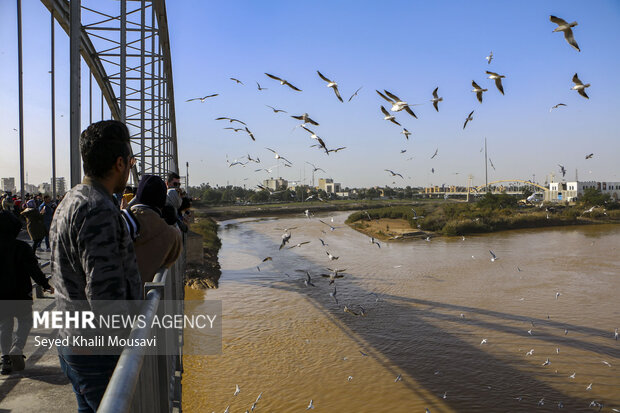 Ahvaz White Bridge hosting  migratory birds