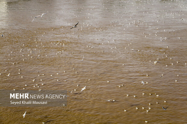 Ahvaz White Bridge hosting  migratory birds