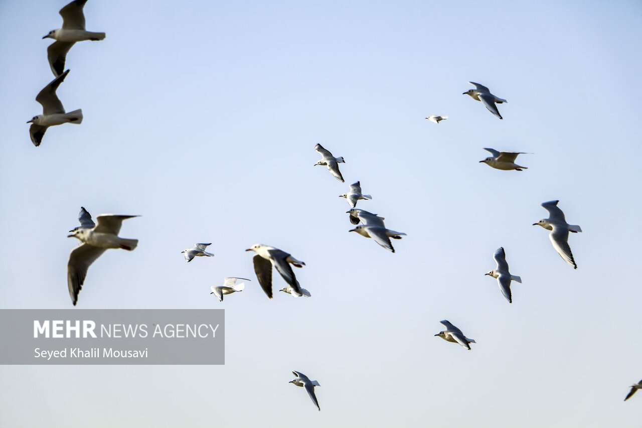 ۱۸ سایت سرشماری پرندگان در اردبیل فعال است