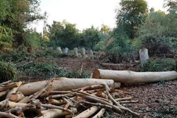دستگیری ۱۵ نفر از عوامل قطع غیرمجاز درختان جنگلی در ساری