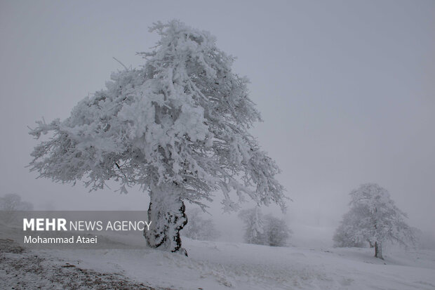 طبیعت برفی جاده اولنگ رامیان -  Beautiful scenery of winter snow in Olang-Ramian Road
