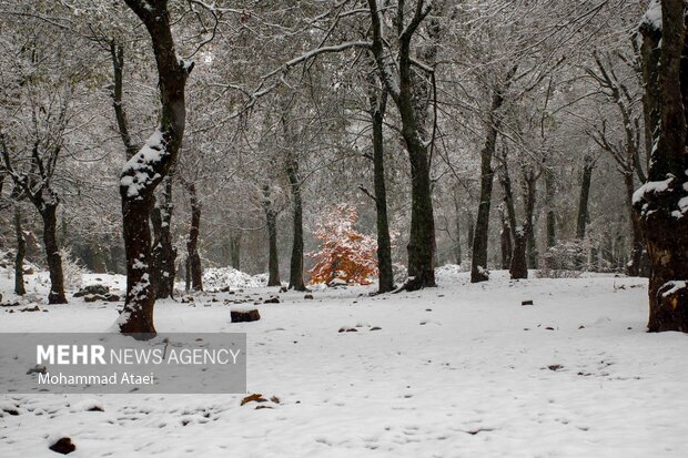 Beautiful scenery of winter snow in Olang-Ramian Road
