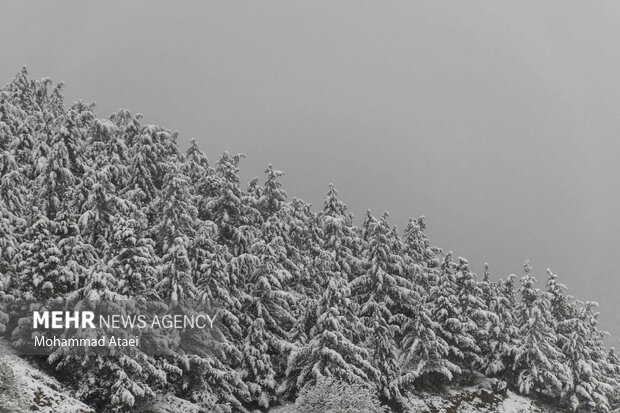 Beautiful scenery of winter snow in Olang-Ramian Road
