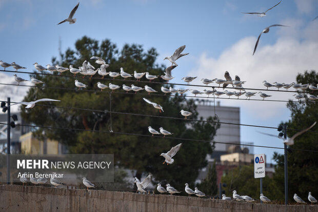 Migratory seagulls in Shiraz
