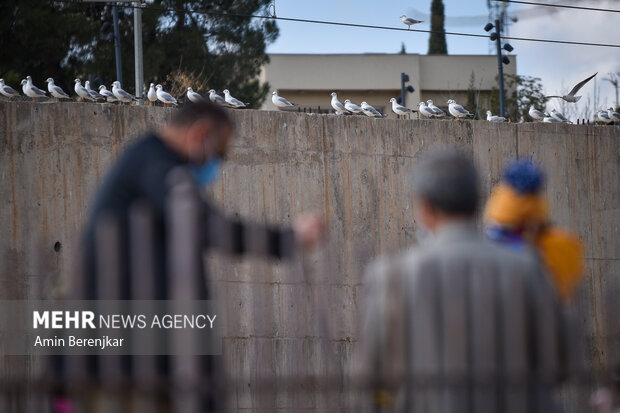 Migratory seagulls in Shiraz
