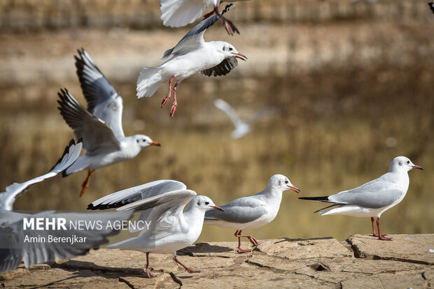 Migratory seagulls in Shiraz
