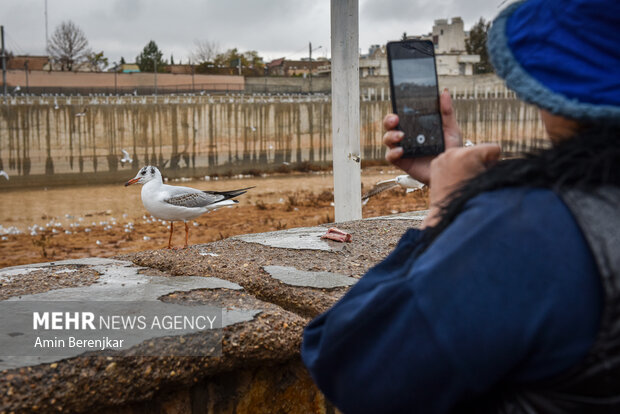 Migratory seagulls in Shiraz
