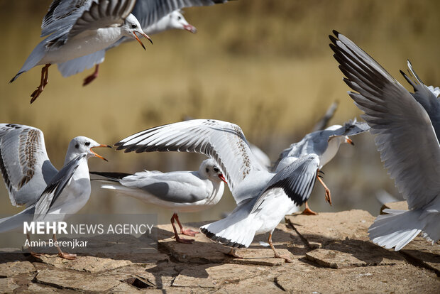 Migratory seagulls in Shiraz
