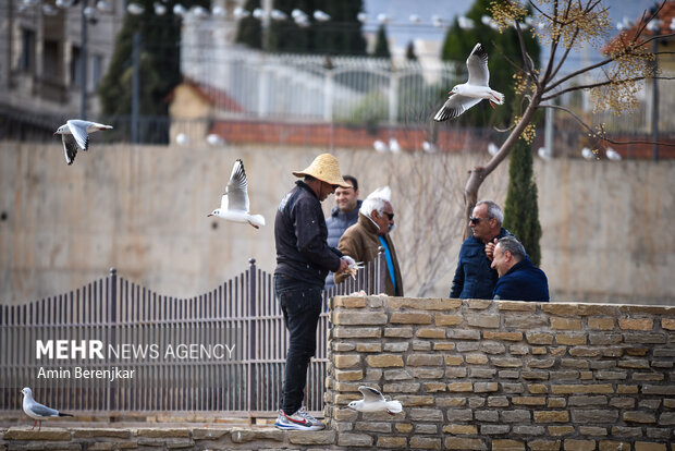 Migratory seagulls in Shiraz
