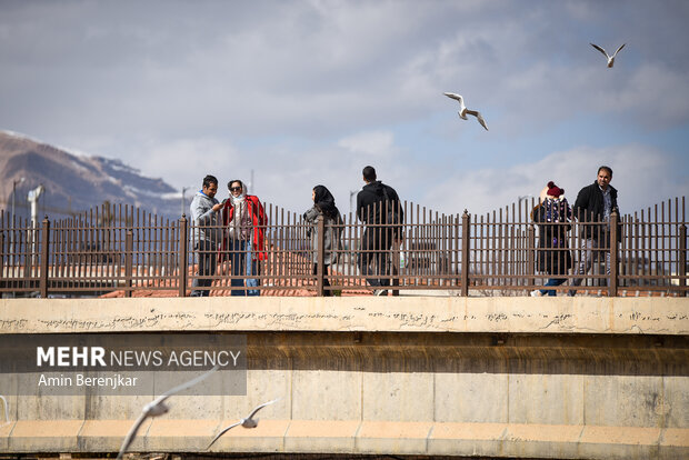 Migratory seagulls in Shiraz
