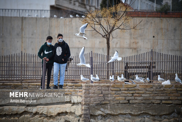 Migratory seagulls in Shiraz
