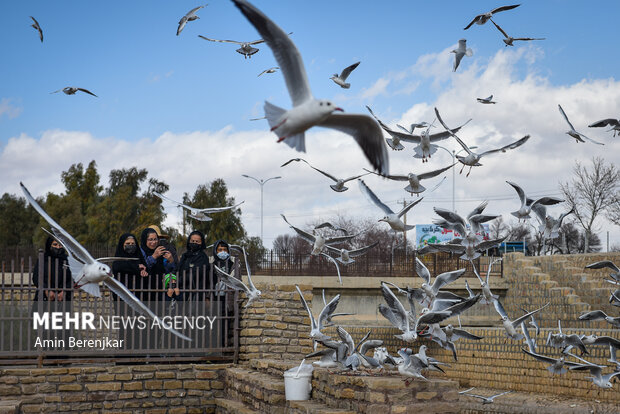 Migratory seagulls in Shiraz
