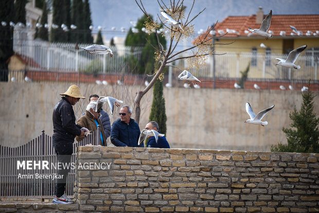 Migratory seagulls in Shiraz
