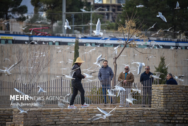 Migratory seagulls in Shiraz
