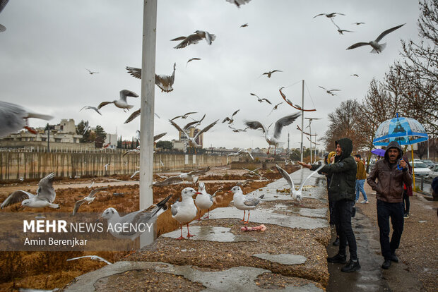 Migratory seagulls in Shiraz
