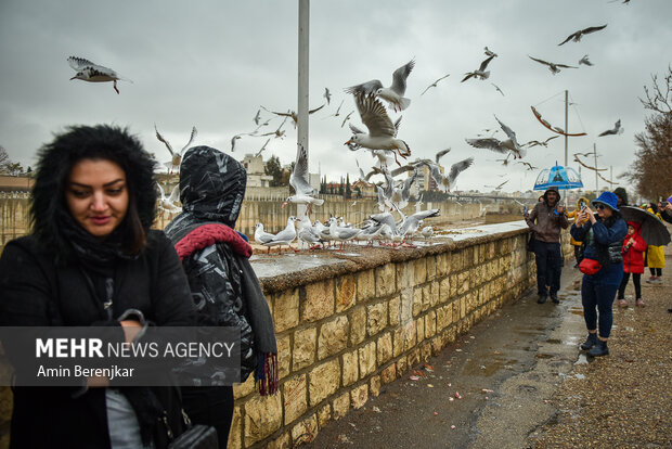 Migratory seagulls in Shiraz
