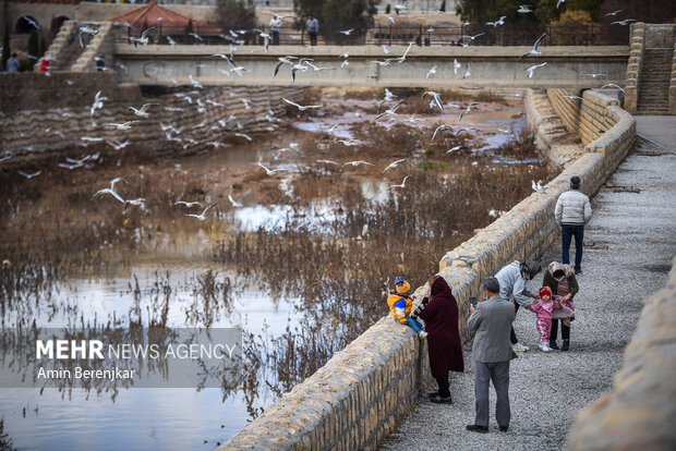 Migratory seagulls in Shiraz
