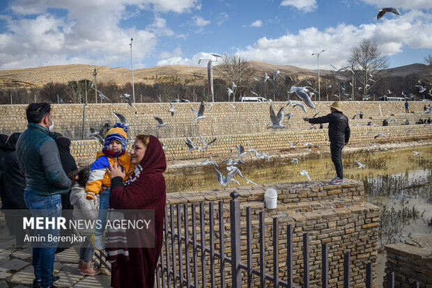 Migratory seagulls in Shiraz
