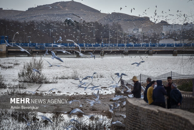 Migratory seagulls in Shiraz
