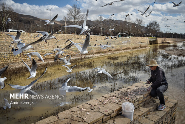 Migratory seagulls in Shiraz
