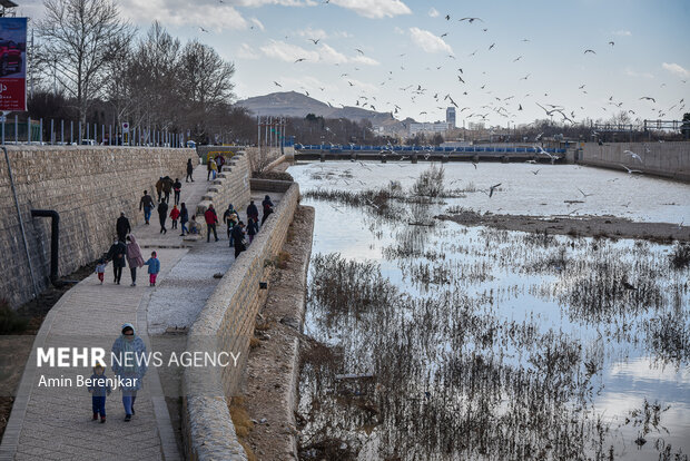 Migratory seagulls in Shiraz
