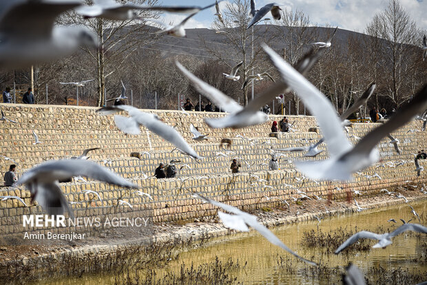 Migratory seagulls in Shiraz
