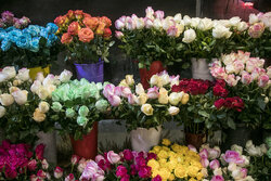 اولین بارانداز گل های تزیینی در فارس راه اندازی می شود