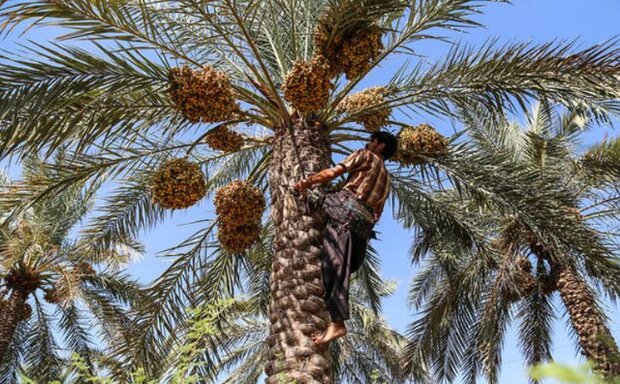 سود خرمای نهبندان به جیب دلالان می رود/نبود صنایع بسته بندی 