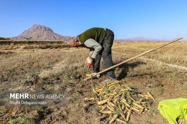 Harvesting yellow carrot