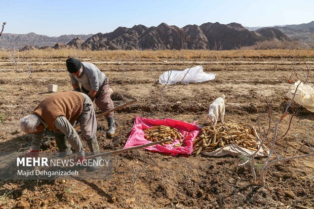 Harvesting yellow carrot