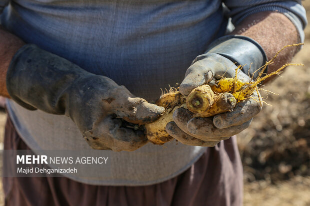 Harvesting yellow carrot