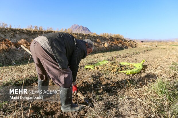 Harvesting yellow carrot