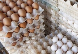 قیمت انواع تخم مرغ در میادین شهرداری تهران اعلام شد