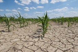 استان سمنان گرم‌تر از همیشه است/ کشاورزان نیازمند پیش بینی اقلیمی