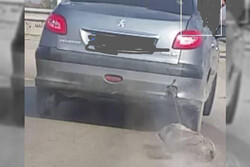راننده حیوان‌آزار در رامیان دستگیر شد
