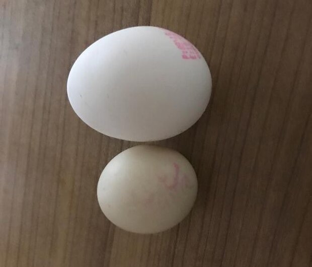 چرا تخم مرغ‌ها کوچک شده‌اند؟